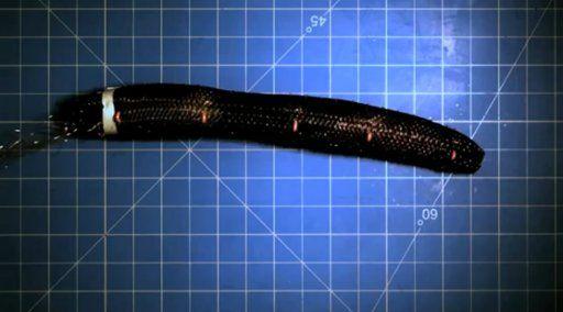 Dubbed the "Meshworm," a new bio-inspired robot stretches and contracts to crawl across the ground like an earthworm.