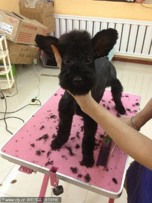 schnauzer pony cut