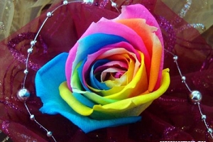 Flowers of love blossom ahead of Valentine's Day