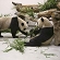 Mainland pandas reach Taiwan