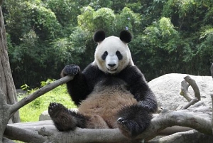 Chinese pandas arrive at new home in Tokyo