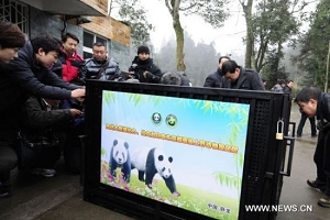 Panda pair to leave for exhibition in Japan