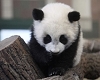 Panda cub enjoys home in Vienna