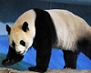 Tuan Tuan, Yuan Yuan in Taipei