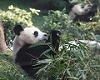 Pandas meets public in Macao
