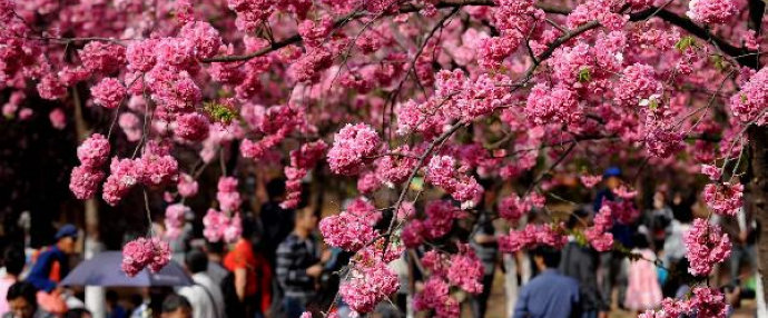Cherry trees in blossom in Kunming