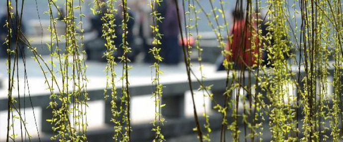 Early spring scenery in China