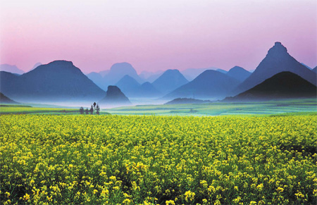 Blooming rapeseed flowers in Luoping