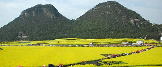 Magnificent rape flower fields in SW China