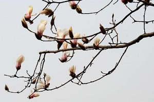 Blooming yulan flowers in Suzhou City