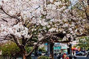 Cherry blossom in full bloom in China