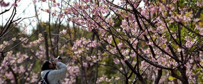 Cherry in full blossom in Shanghai