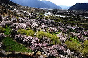 Peach Blossom Festival to open in Tibet