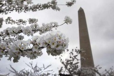 Cherry Blossom Festival ready in Washington DC