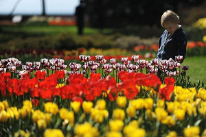 Tulip Festival kicks off in Swizerland