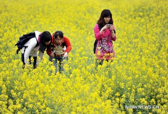 Lost in flower sea