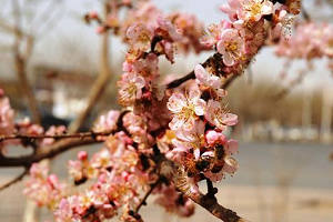 Apricot trees in blossom in spring