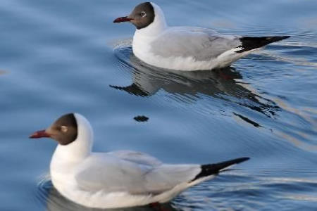 Gulls enjoys spring in Lhasa