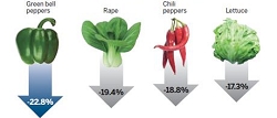 Price fall means cruel harvest
