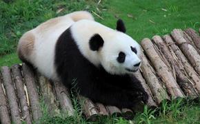 Pandas safe after days of torrential rain
