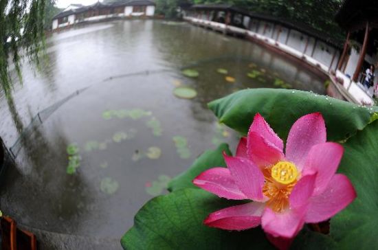 West Lake decorated with lotus flowers