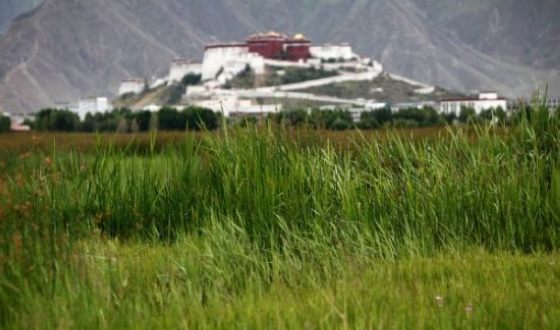 Lhalu wetland in Lhasa