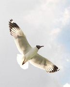 Hongjianzhuo Lake