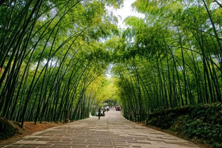South Sichuan bamboo sea