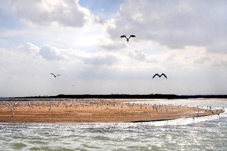 Hometown of relict gulls