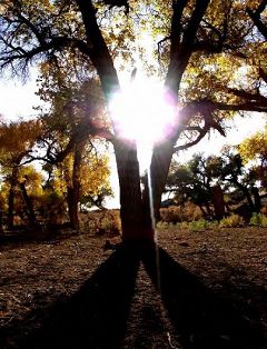 Autumn scenery of populus euphratica forests in Inner Mongolia