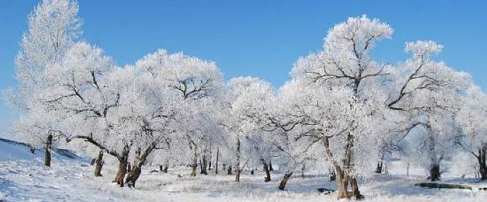 Beautiful rimed trees in Yichun