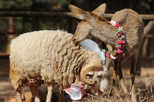 Ram, doe to tie the knot