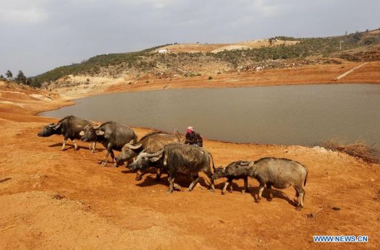 Lingering drought hits SW China's Yunnan