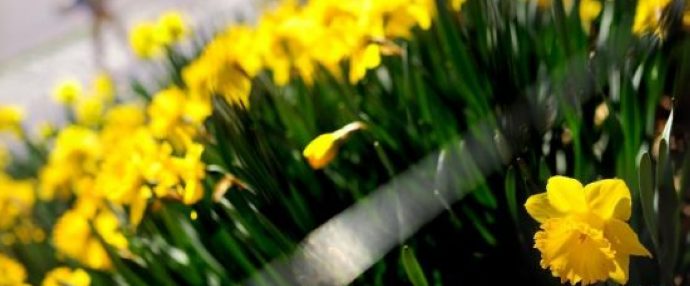 Americans enjoy early spring in New York