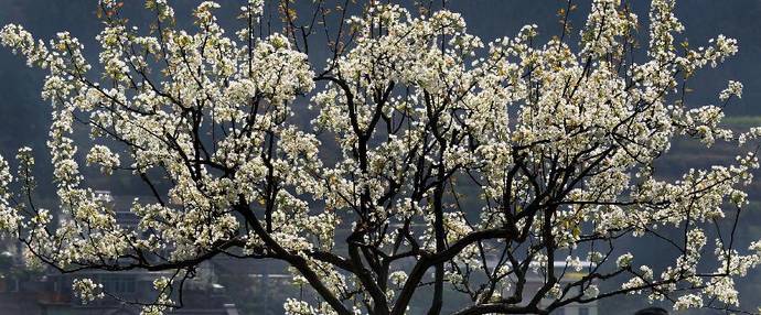 Pear blossom attracts tourists in Sichuan