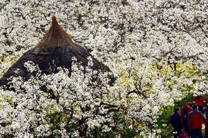 Pear blossom attracts tourists in Sichuan