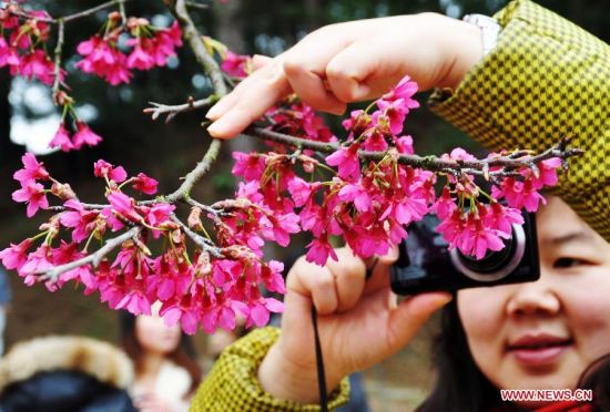 Cherry blossoms attract visitors in SW China