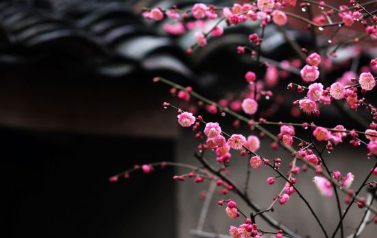 Peach blossoms to welcome spring