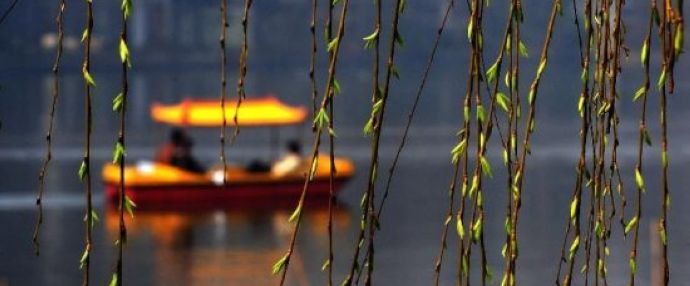 Plum blossoms herald coming of spring
