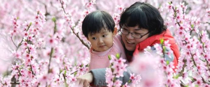 Flowers bloom in Shandong