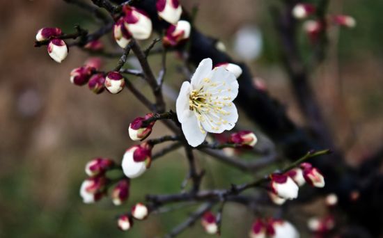 Peach blossoms in Qiantong ancicent town