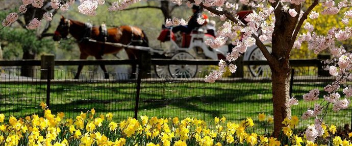 Northern hemisphere embraces flourishing spring flowers